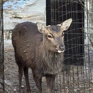 Meet your Posher, Ryu